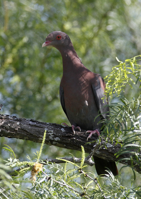 A Red-billed Pigeon in Starr Co., Texas (6/2/2015). Photo by Bill Hubick.