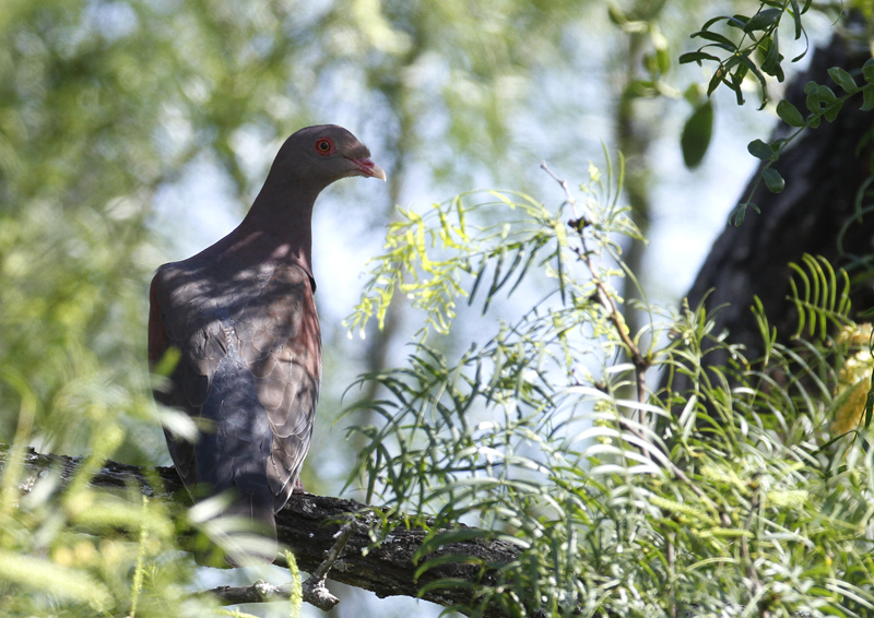 A Red-billed Pigeon in Starr Co., Texas (6/2/2015). Photo by Bill Hubick.