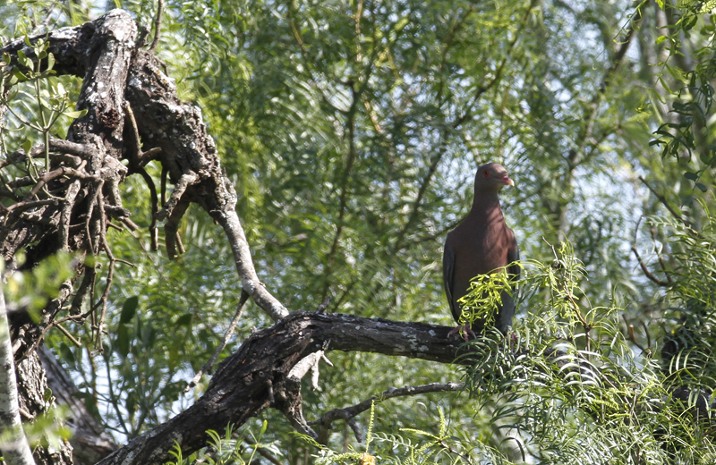 A Red-billed Pigeon in Starr Co., Texas (6/2/2015). Photo by Bill Hubick.
