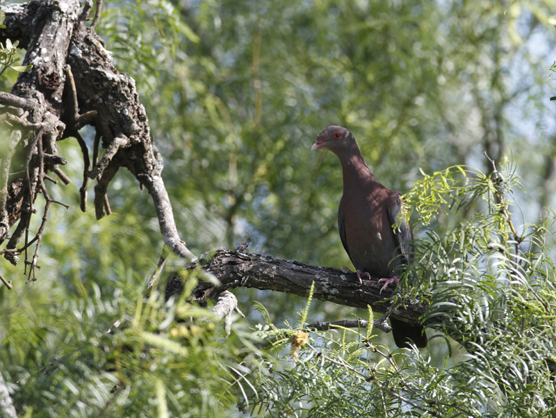 A Red-billed Pigeon in Starr Co., Texas (6/2/2015). Photo by Bill Hubick.