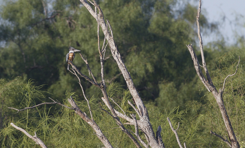 A Ringed Kingfisher across the Rio Grande River in Tamaulipas, Mexico (6/2/2015). Photo by Bill Hubick.