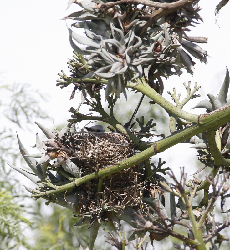 A Scissor-tailed Flycatcher nest in Starr Co., Texas (6/2/2015). Photo by Bill Hubick.