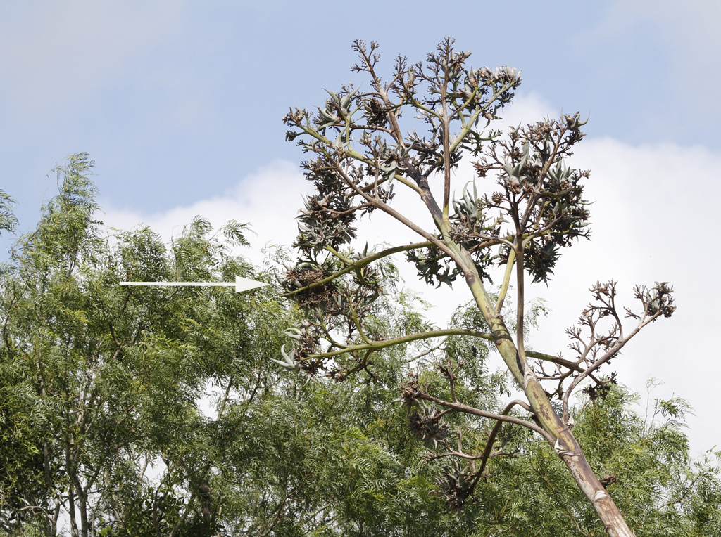 A Scissor-tailed Flycatcher nest in Starr Co., Texas (6/2/2015). Photo by Bill Hubick.