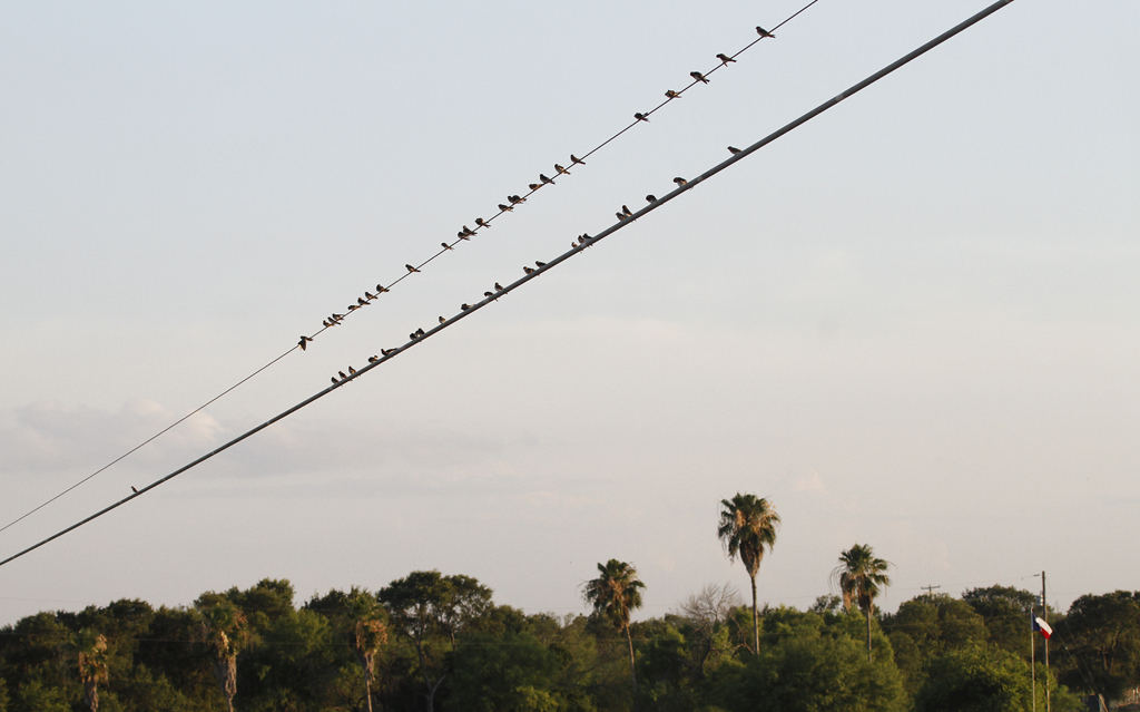 Swallows roosting at dusk in Hidalgo Co., Texas (6/2/2015). Photo by Bill Hubick.