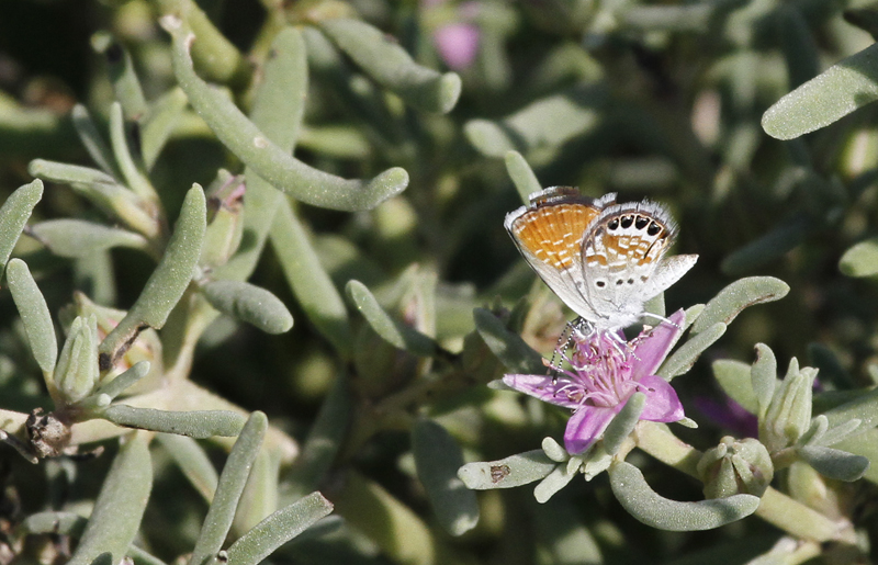 A Western Pygmy-Blue in Hidalgo Co., Texas (6/2/2015). Photo by Bill Hubick.