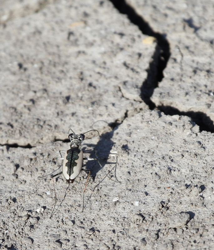 A White-cloaked Tiger Beetle in Hidalgo Co., Texas (6/2/2015). A nice find by Mike Ostrowski. Photo by Bill Hubick.