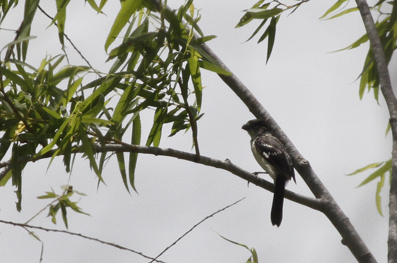 A White-collared Seedeater in Zapata Co., Texas (6/2/2015). Photo by Bill Hubick.