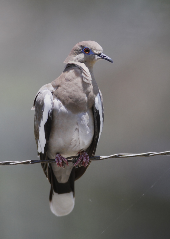 A White-winged Dove in Zapata Co., Texas (6/2/2015). Photo by Bill Hubick.