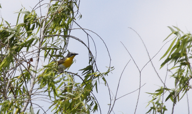 A nesting Yellow-breasted Chat in Zapata Co., Texas (6/2/2015). Photo by Bill Hubick.