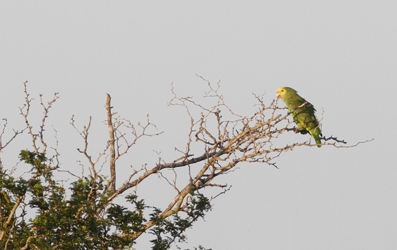A Yellow-headed Parrot in Hidalgo Co., Texas (6/2/2015). Photo by Bill Hubick.