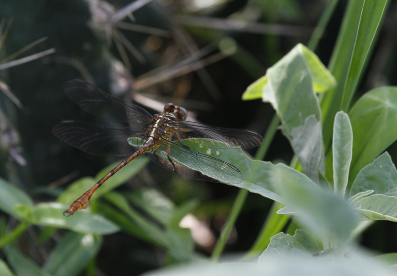A Broad-striped Forceptail in Hidalgo Co., Texas (6/4/2015). Photo by Bill Hubick.