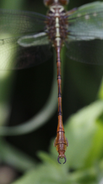 A Broad-striped Forceptail in Hidalgo Co., Texas (6/4/2015). Photo by Bill Hubick.
