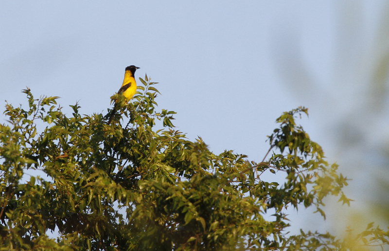 An Audubon's Oriole in Starr Co., Texas (6/3/2015). Photo by Bill Hubick.