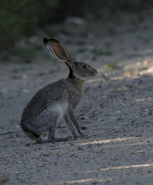 A Black-tailed Jackrabbit in Starr Co., Texas (6/3/2015). Photo by Bill Hubick.