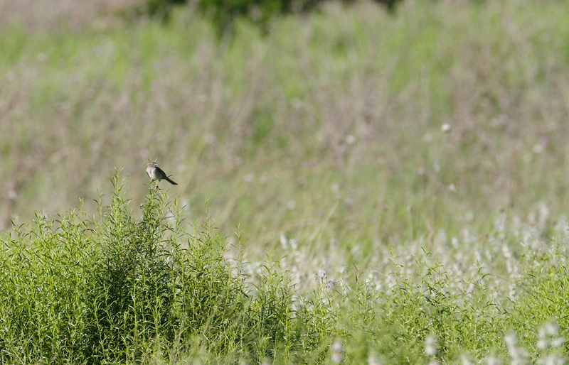 A distant Botteri's Sparrow singing at King Ranch, Texas (6/5/2015). Photo by Bill Hubick.