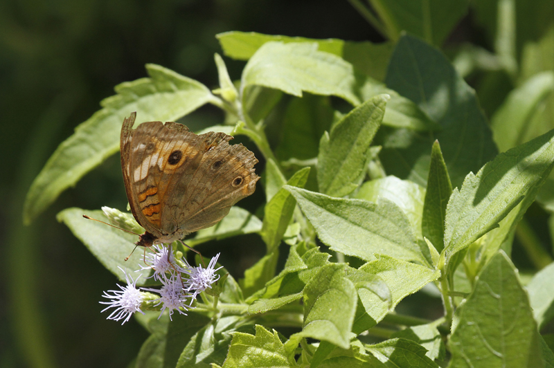 A worn buckeye at Bentsen Rio Grande SP, Texas (6/4/2015). Photo by Bill Hubick.