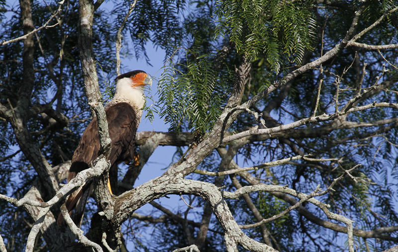 A Crested Caracara at King Ranch, Texas (6/5/2015). Photo by Bill Hubick.