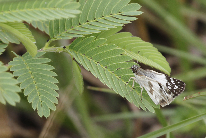 An East-Mexican White Skipper in Kenedy Co., Texas (6/5/2015). Photo by Bill Hubick.