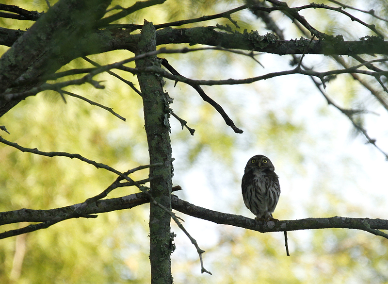 Ferruginous Pygmy-Owls at King Ranch, Texas (6/5/2015). Photo by Bill Hubick.