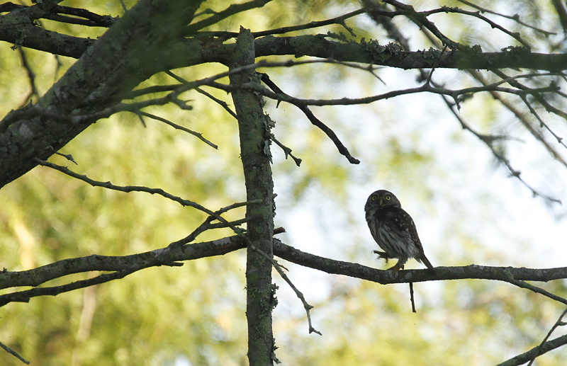 Ferruginous Pygmy-Owls at King Ranch, Texas (6/5/2015). Photo by Bill Hubick.