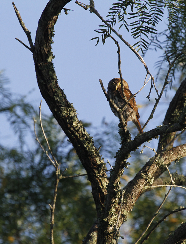 Ferruginous Pygmy-Owls at King Ranch, Texas (6/5/2015). Photo by Bill Hubick.