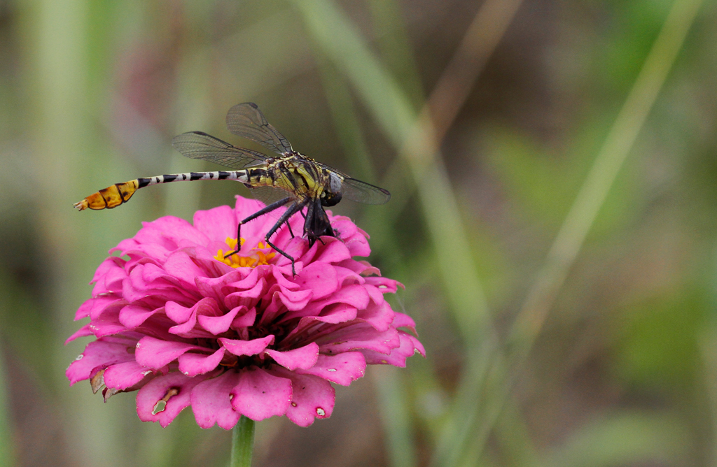 A Flag-tailed Spinyleg with prey in Hidalgo Co., Texas (6/4/2015). Photo by Bill Hubick.
