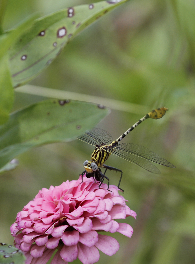 A Flag-tailed Spinyleg with prey in Hidalgo Co., Texas (6/4/2015). Photo by Bill Hubick.