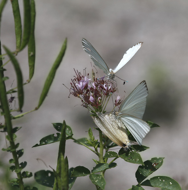 Two male Great Southern Whites pursue a female in Hidalgo Co., Texas (6/4/2015). Photo by Bill Hubick.