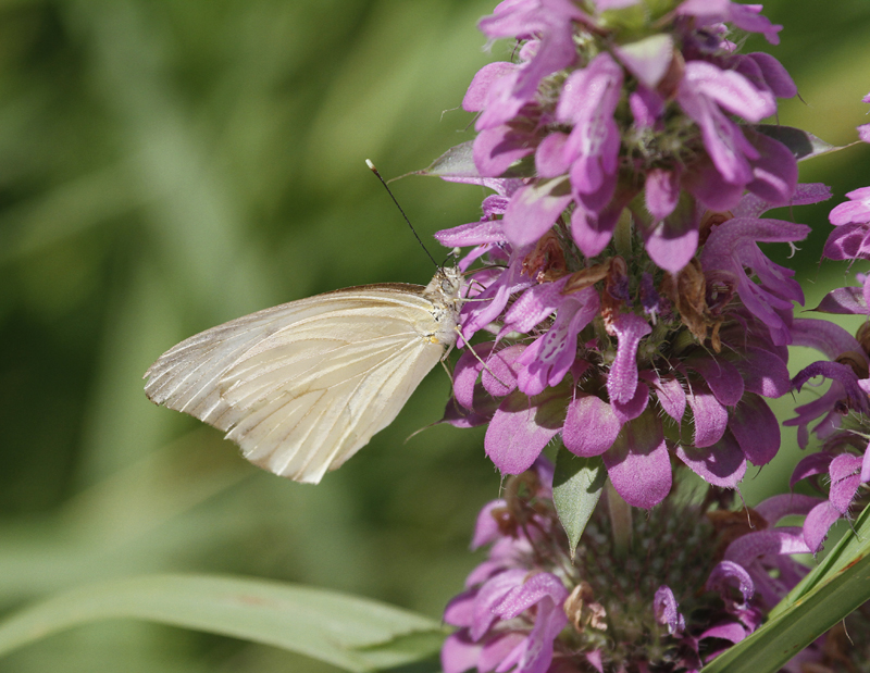 A female Great Southern White in Hidalgo Co., Texas (6/4/2015). Photo by Bill Hubick.