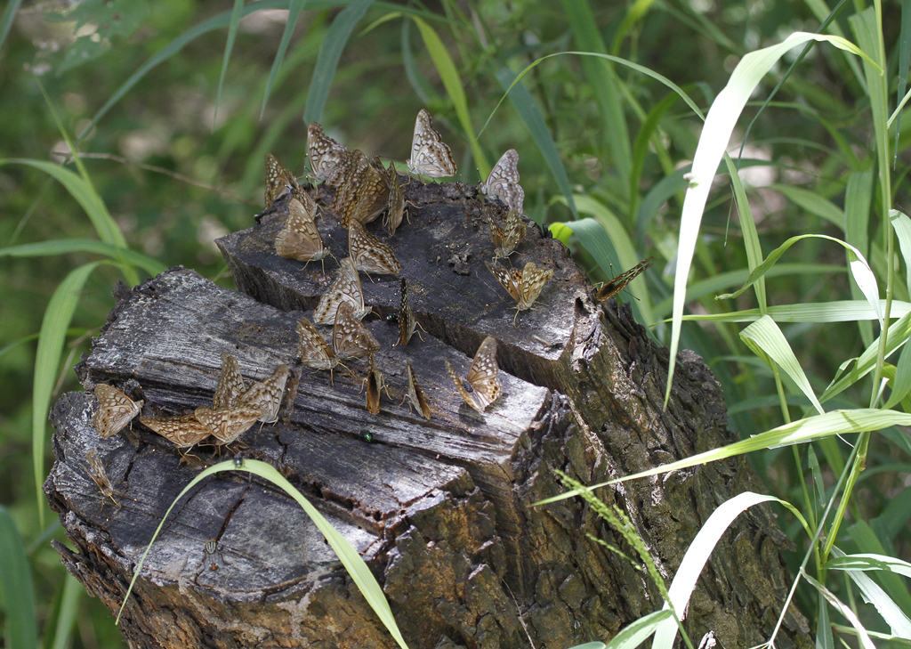 A gathering of Hackberry Emperors in Hidalgo Co., Texas (6/4/2015). Photo by Bill Hubick.