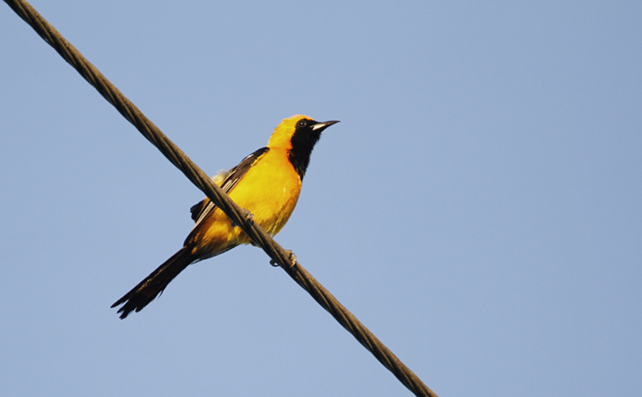 A male Hooded Oriole at King Ranch, Texas (6/5/2015). Photo by Bill Hubick.
