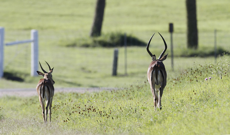 Impalas at King Ranch, Texas (6/4/2015). Photo by Bill Hubick.