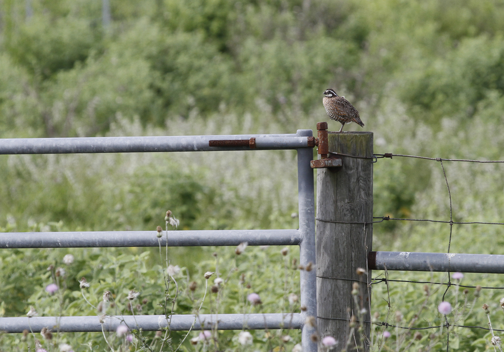 A male Northern Bobwhite proclaims his territory in Kenedy Co., Texas (6/5/2015). Photo by Bill Hubick.