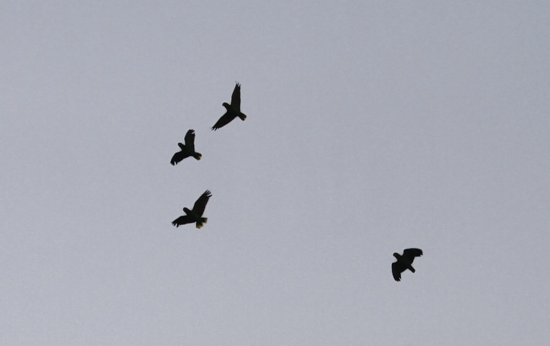 Red-crowned Parrots at dusk over Harlingen, Texas (6/3/2015). Photo by Bill Hubick.