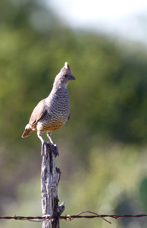 A male Scaled Quail on territory in Starr Co., Texas (6/3/2015). Photo by Bill Hubick.