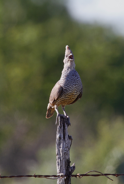 A male Scaled Quail on territory in Starr Co., Texas (6/3/2015). Photo by Bill Hubick.