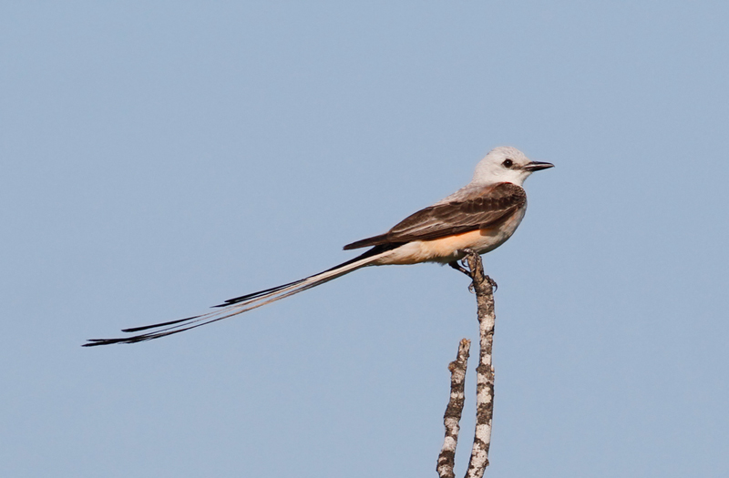A Scissor-tailed Flycatcher hunting in Starr Co., Texas (6/3/2015). Photo by Bill Hubick.