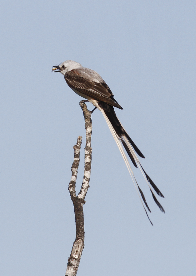 A Scissor-tailed Flycatcher hunting in Starr Co., Texas (6/3/2015). Photo by Bill Hubick.