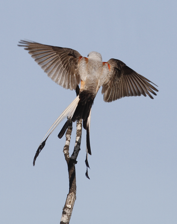 A Scissor-tailed Flycatcher hunting in Starr Co., Texas (6/3/2015). Photo by Bill Hubick.