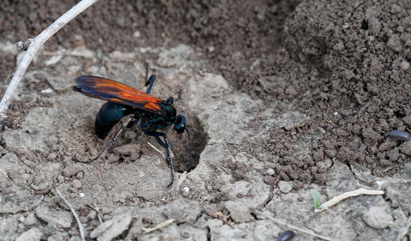 A spider wasp on the hunt in Hidalgo Co., Texas (6/3/2015). Photo by Bill Hubick.