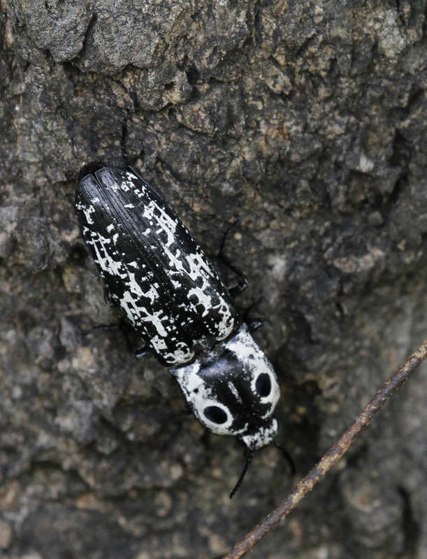 A Texas Click Beetle in Hidalgo Co., Texas (6/4/2015). Photo by Bill Hubick.