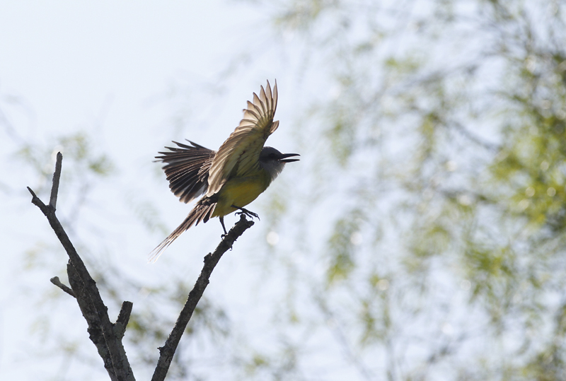 A Tropical Kingbird at King Ranch, Texas (6/5/2015). This species continues to expand its range in southern Texas and has been attempting to nest on the ranch in recent years. Photo by Bill Hubick.