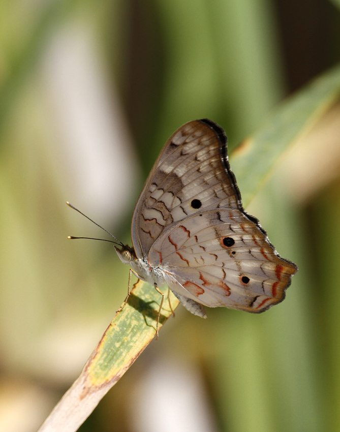A White Peacock in Hidalgo Co., Texas (6/4/2015). Photo by Bill Hubick.
