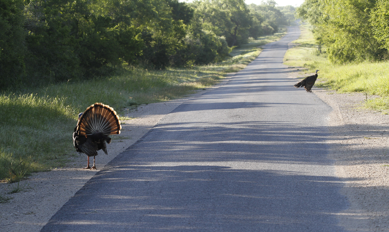 Wild Turkeys at King Ranch, Texas (6/5/2015). Photo by Bill Hubick.