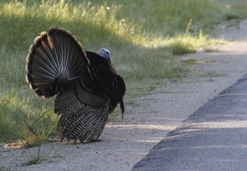 Wild Turkeys at King Ranch, Texas (6/5/2015). Photo by Bill Hubick.