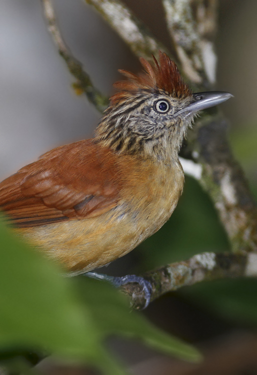 A female Barred Antshrike at Asa Wright Nature Centre, Trinidad (8/2018). Photo by Bill Hubick.