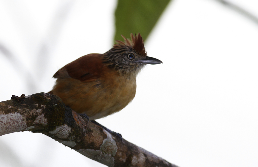 A female Barred Antshrike at Asa Wright Nature Centre, Trinidad (8/2018). Photo by Bill Hubick.