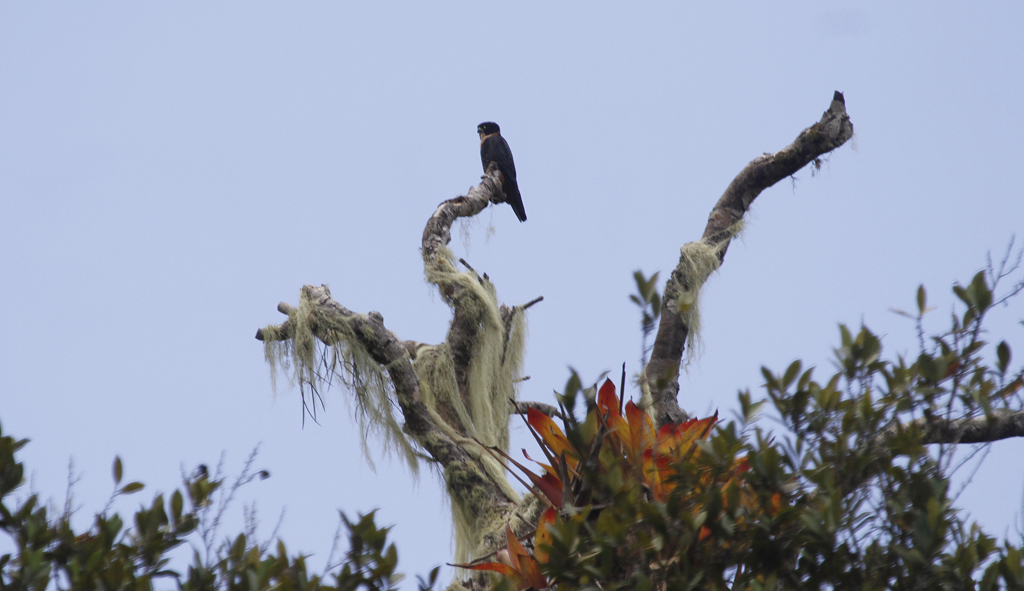A Bat Falcon near Asa Wright Nature Centre, Trinidad (8/2018). Photo by Bill Hubick.