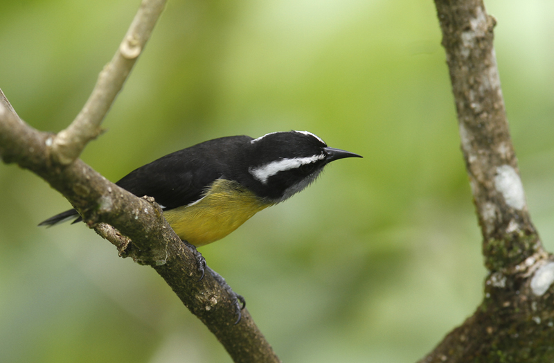 Bananaquits at Asa Wright Nature Centre, Trinidad (8/26/2018). Photo by Bill Hubick.