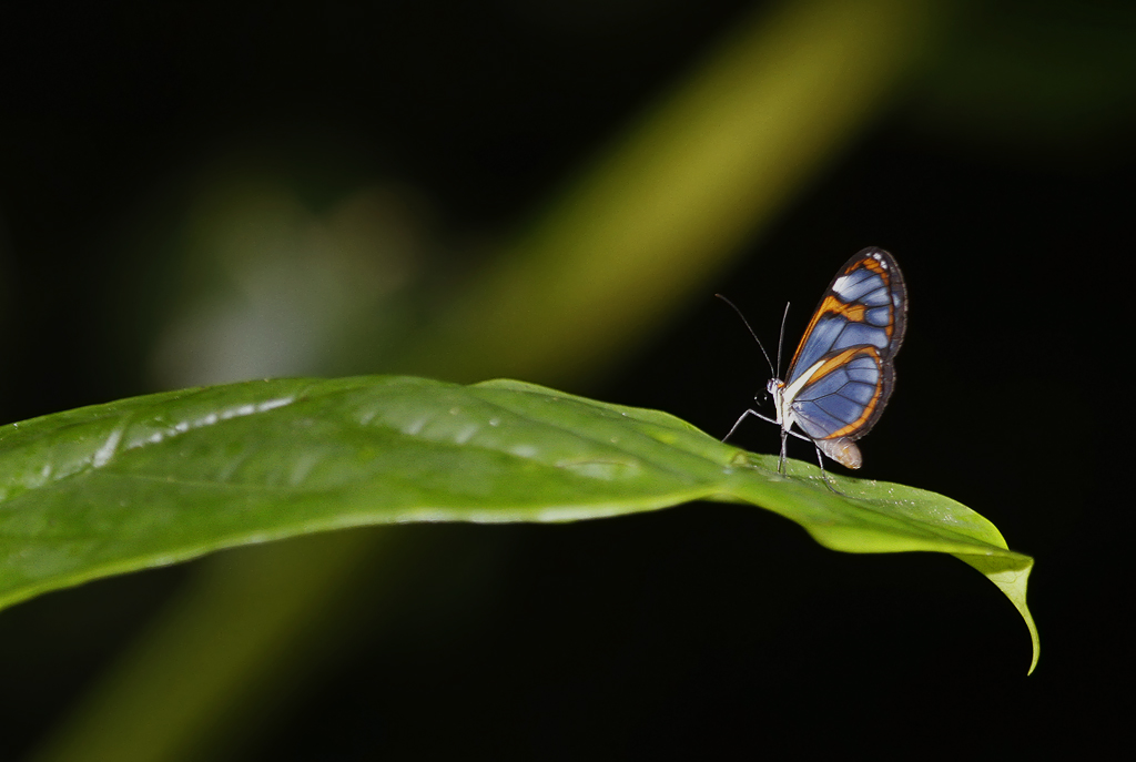 A gorgeous Blue Transparent butterfly near Asa Wright Nature Centre, Trinidad (8/2018). Photo by Bill Hubick.